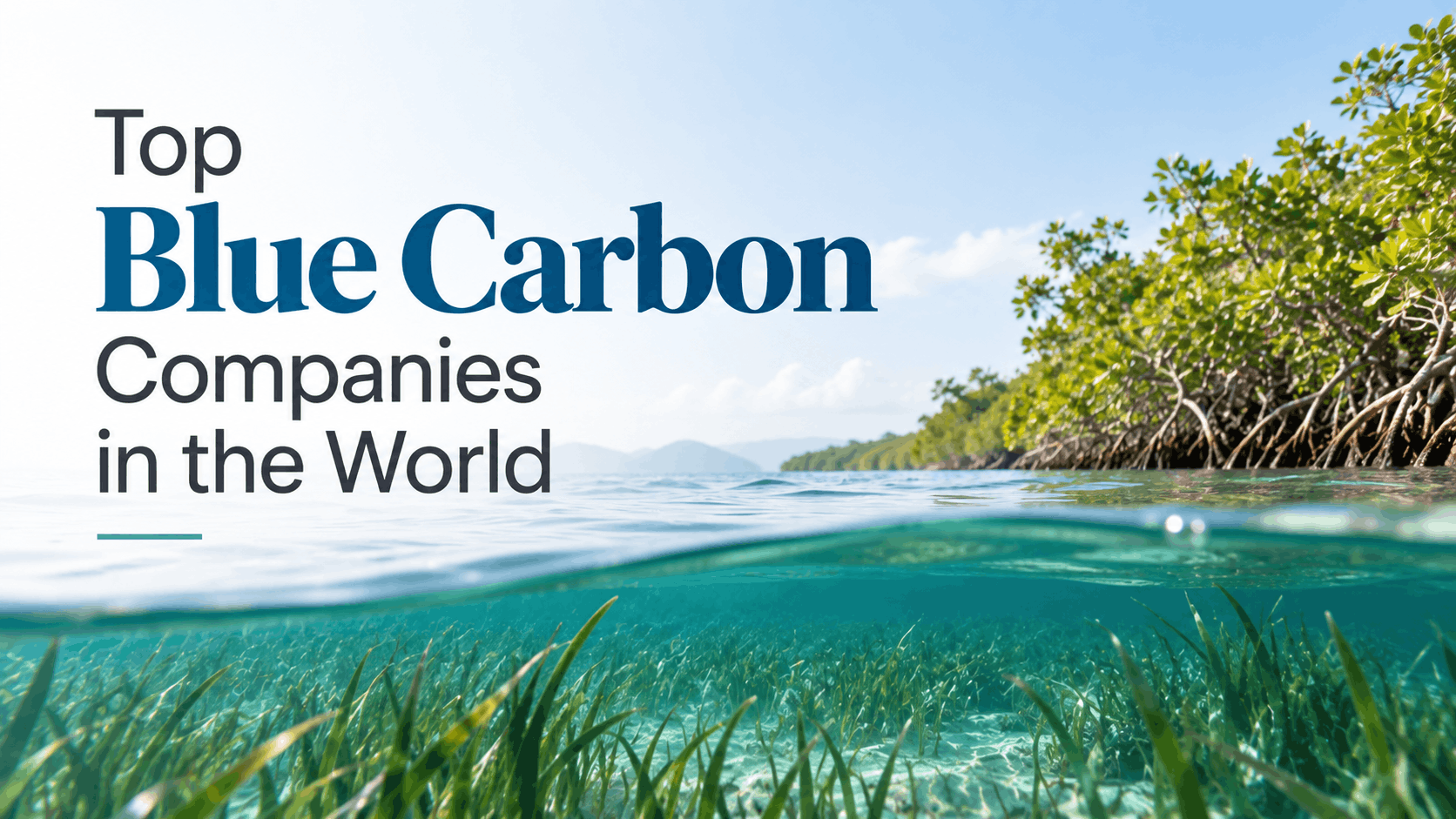 Top Blue Carbon Companies in the World