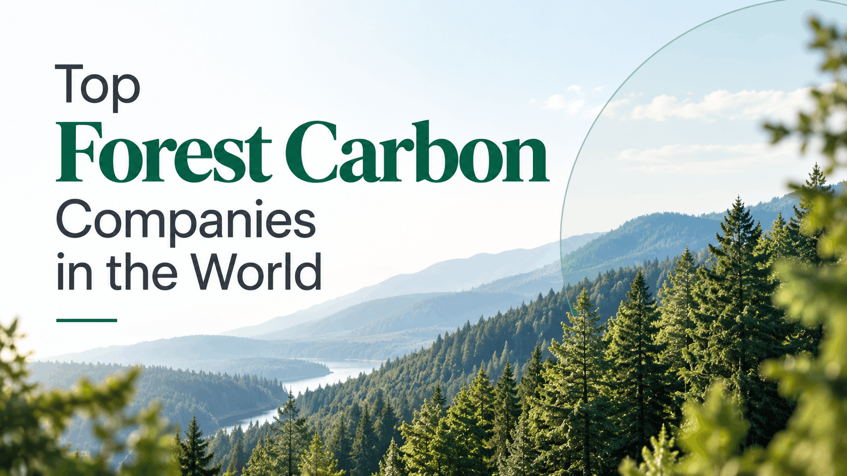 Top Forest Carbon Companies in the World